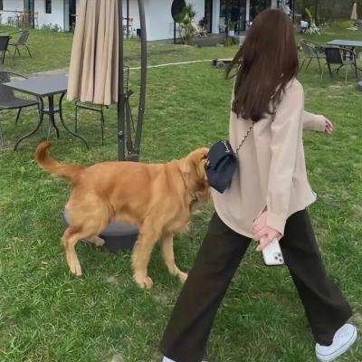 好奇的乔治3:回到丛林